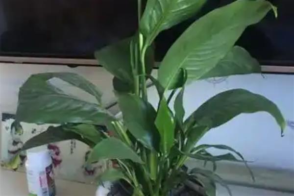 一帆风顺的叶尖为什么会变黑，可能是环境密闭、浇水过多等因素导致