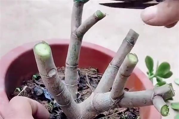 长寿花在几月份嫁接玉树，春季和秋季均可