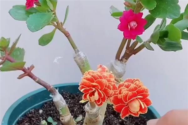 长寿花在几月份嫁接玉树，春季和秋季均可