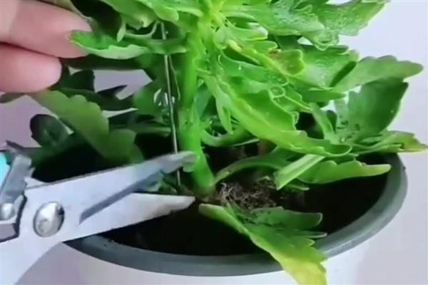 长寿花在几月份嫁接玉树，春季和秋季均可