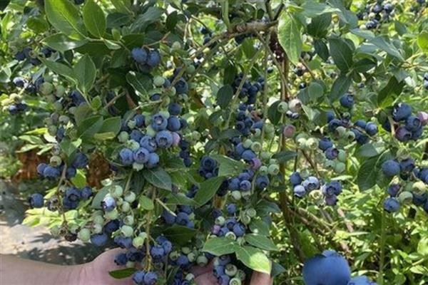 黑珍珠蓝莓的简介，属于北高从蓝莓品种