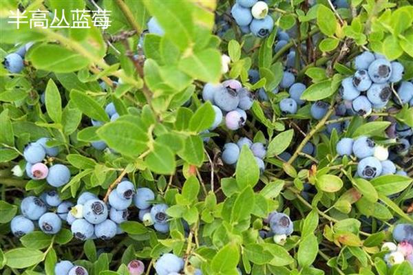 黑珍珠蓝莓的简介，属于北高从蓝莓品种