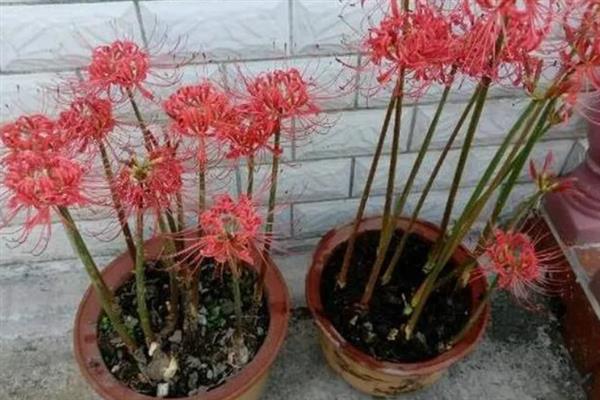 彼岸花浇多少次水合适，每隔2-3天为其浇一次水