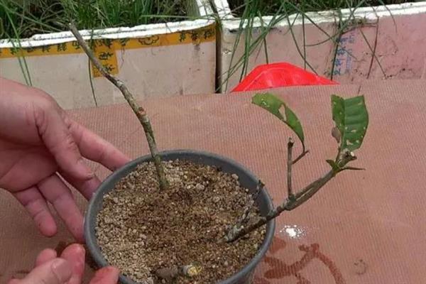盘龙香如何养殖，喜欢在湿润的环境里面生长