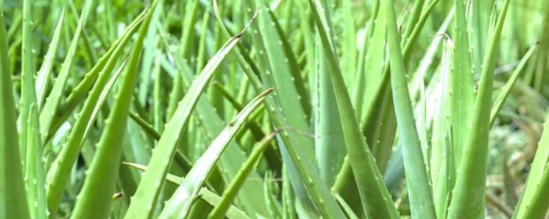 怎么养殖芦荟，生长季节每个月追施1-2次花肥