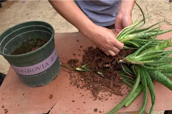 怎么养殖芦荟，生长季节每个月追施1-2次花肥