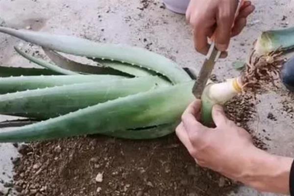 怎么养殖芦荟，生长季节每个月追施1-2次花肥