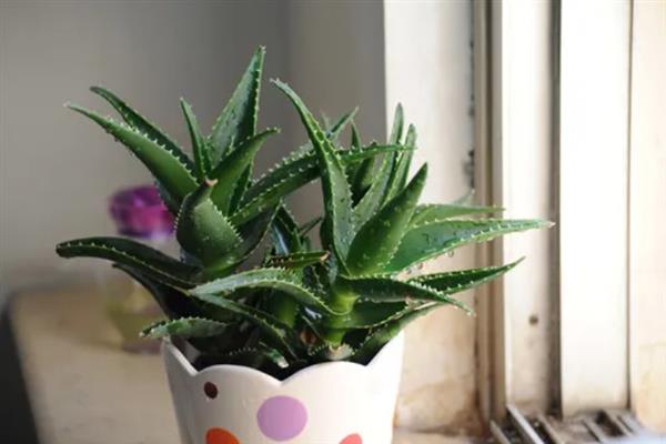 怎么养殖芦荟，生长季节每个月追施1-2次花肥