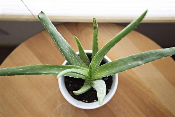 怎么养殖芦荟，生长季节每个月追施1-2次花肥