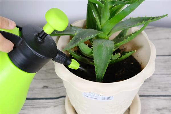 怎么养殖芦荟，生长季节每个月追施1-2次花肥