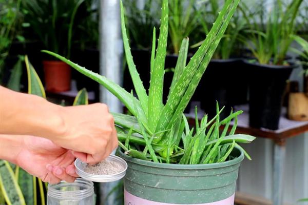 怎么养殖芦荟，生长季节每个月追施1-2次花肥