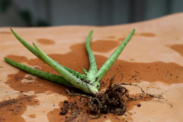 怎么养殖芦荟，生长季节每个月追施1-2次花肥