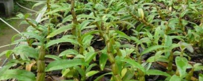 石斛的田间管理方法，种植中一定要做好除草工作