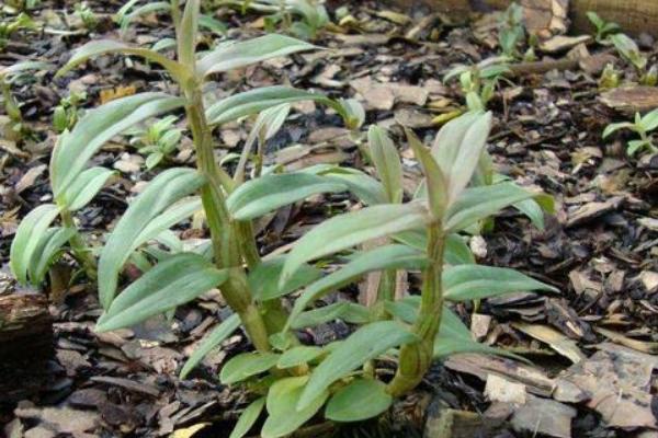 石斛的田间管理方法，种植中一定要做好除草工作