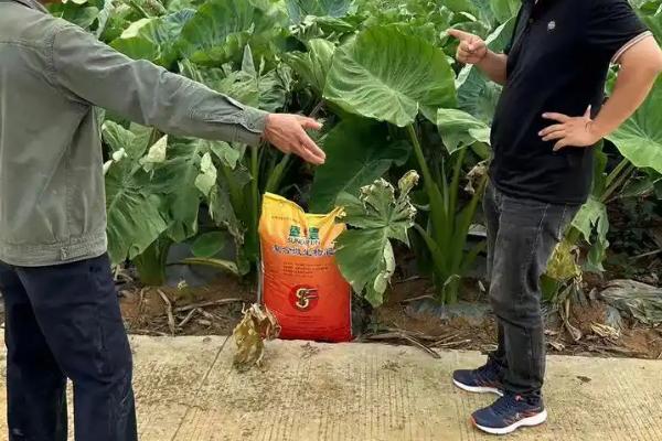 芋头怎么种植，适宜在4月中下旬播种