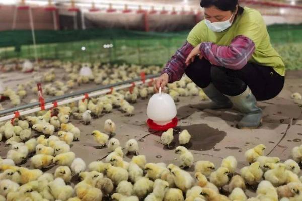鸡为什么生长缓慢，常见以下5个原因