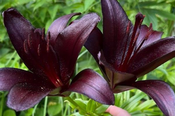 花语最邪恶的花，有天仙子、黑百合等