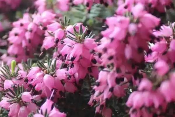 花语最邪恶的花，有天仙子、黑百合等