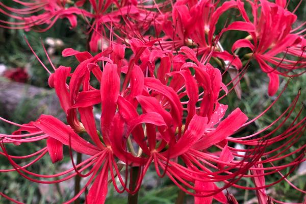花语最邪恶的花，有天仙子、黑百合等