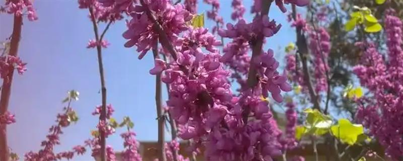 紫荆叶片变黄如何解决，缺少光照时要搬移至向阳处养护
