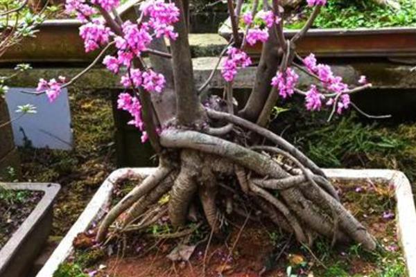 紫荆叶片变黄如何解决，缺少光照时要搬移至向阳处养护