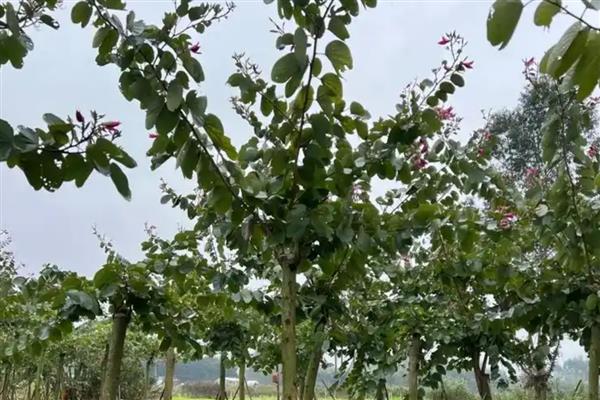 紫荆叶片变黄如何解决，缺少光照时要搬移至向阳处养护