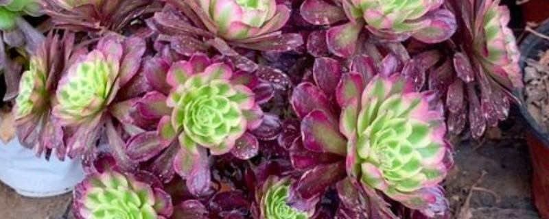 红覆轮和美杜莎的区别，其叶片不同