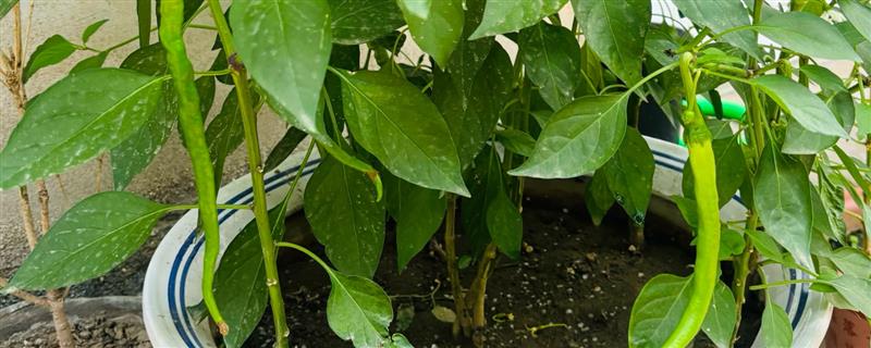 盆栽辣椒有白虫怎么处理，可用湿纸巾擦拭叶片