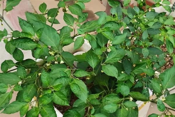 盆栽辣椒有白虫怎么处理，可用湿纸巾擦拭叶片