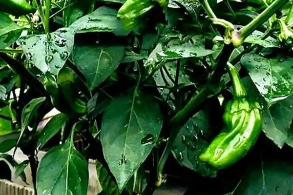 盆栽辣椒有白虫怎么处理，可用湿纸巾擦拭叶片