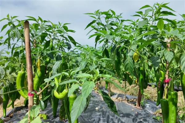 盆栽辣椒有白虫怎么处理，可用湿纸巾擦拭叶片