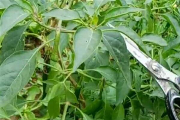 盆栽辣椒有白虫怎么处理，可用湿纸巾擦拭叶片