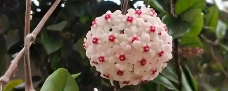 怎么让球兰快速开花，增施磷肥和钾肥可加快开花速度