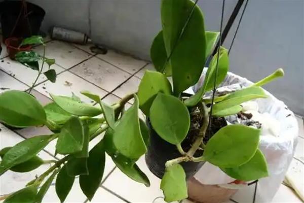 怎么让球兰快速开花，增施磷肥和钾肥可加快开花速度