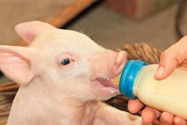 如何饲喂没奶吃的小猪，让有奶母猪哺乳或用奶粉冲泡饲喂