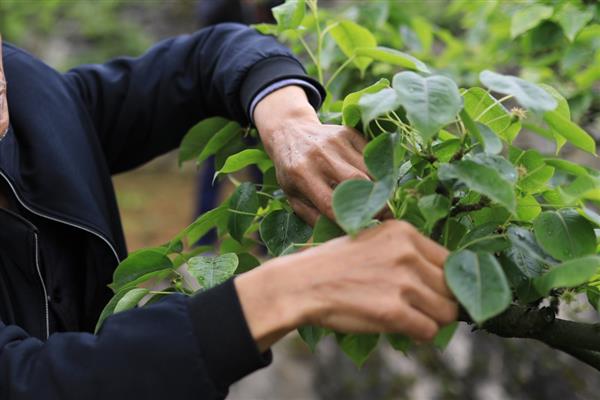 怎么修剪梨树，夏天修剪在6月份进行