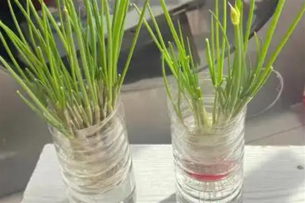 大葱的秋季管理技术，浇水的原则是勤浇、重浇