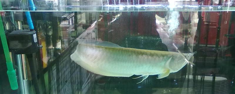 银龙鱼喜欢哪种水，老水可为它们提供有益的微生物和藻类食物