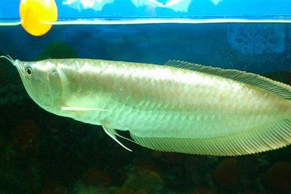 银龙鱼喜欢哪种水，老水可为它们提供有益的微生物和藻类食物