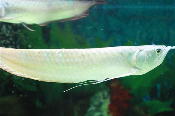 银龙鱼喜欢哪种水，老水可为它们提供有益的微生物和藻类食物