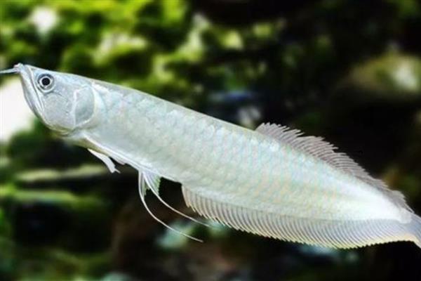 银龙鱼喜欢哪种水，老水可为它们提供有益的微生物和藻类食物