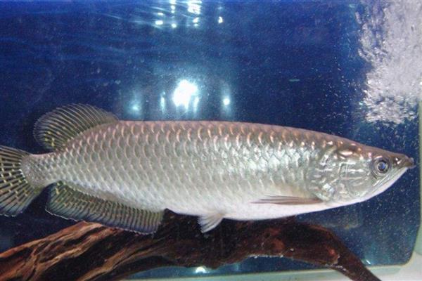 银龙鱼喜欢哪种水，老水可为它们提供有益的微生物和藻类食物