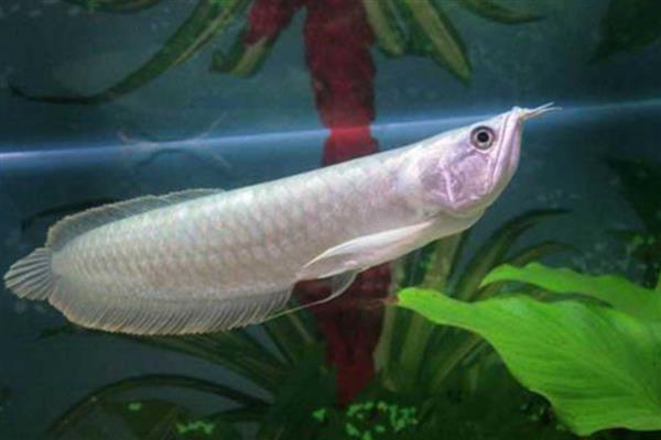 银龙鱼喜欢哪种水，老水可为它们提供有益的微生物和藻类食物