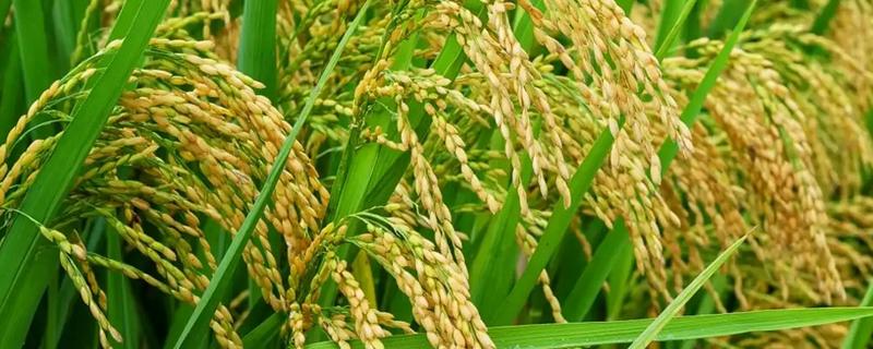 我国四大粮食作物是什么，是水稻、小麦、玉米、大豆