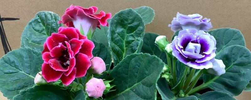 芙蓉花的换盆方法，取出植株修剪根系、待伤口愈合后再栽入新土中