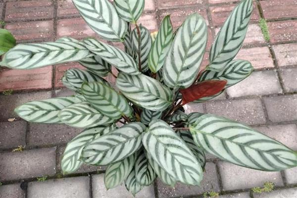 飞羽竹芋叶子下垂怎么处理，需加强通风