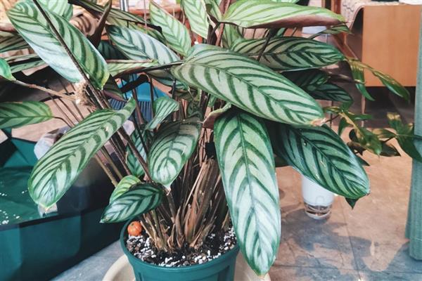 飞羽竹芋叶子下垂怎么处理，需加强通风