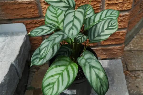 飞羽竹芋叶子下垂怎么处理，需加强通风