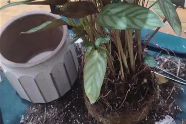 飞羽竹芋叶子下垂怎么处理，需加强通风