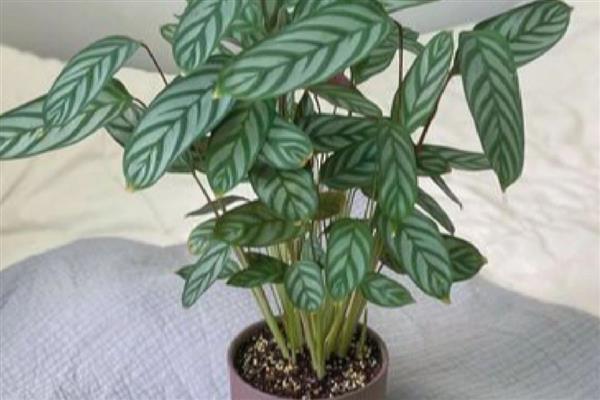 飞羽竹芋叶子下垂怎么处理，需加强通风